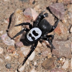 Adonea algarvensis