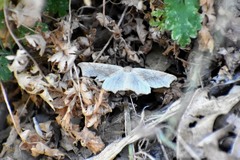 Prochoerodes truxaliata