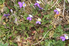 Viola tricolor curtisii