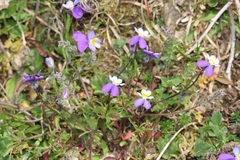 Viola tricolor curtisii