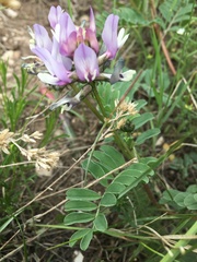 Astragalus agrestis
