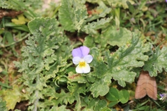 Viola tricolor curtisii
