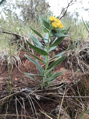 Lithospermum californicum