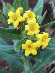 Lithospermum californicum