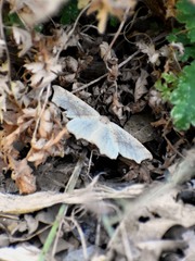 Prochoerodes truxaliata