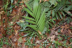 Chamaedorea vulgata
