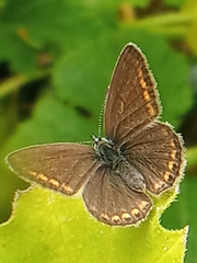 Polyommatus icarus