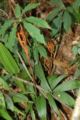 Chamaedorea vulgata