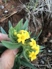 Lithospermum californicum