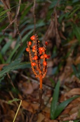 Chamaedorea vulgata