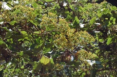 Roldana jurgensenii