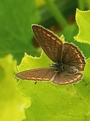 Polyommatus icarus