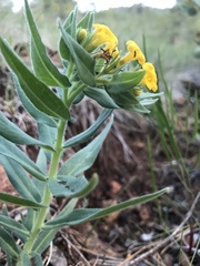 Lithospermum californicum