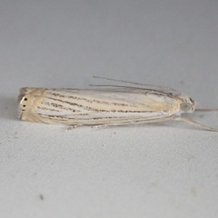 Crambus multilinellus