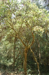 Roldana jurgensenii