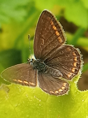 Polyommatus icarus
