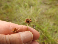 Rhynchospora harveyi