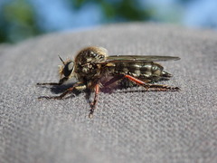 Leptarthrus brevirostris