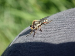 Leptarthrus brevirostris