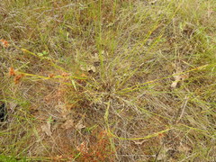 Rhynchospora harveyi