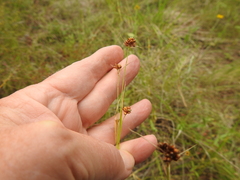 Rhynchospora harveyi