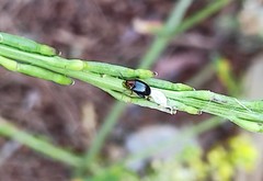 Podagrica fuscicornis