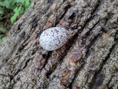 Antrostomus vociferus