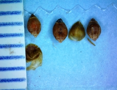 Rhynchospora harveyi