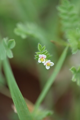Ornithopus perpusillus