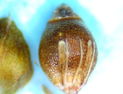 Rhynchospora harveyi