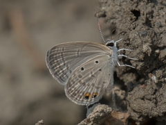 Euchrysops cnejus