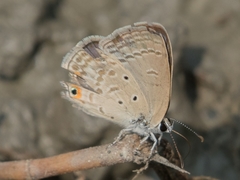 Euchrysops cnejus