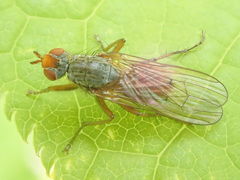 Scathophaga inquinata