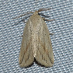 Amolita obliqua
