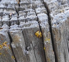 Propylea quatuordecimpunctata