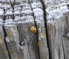 Propylea quatuordecimpunctata