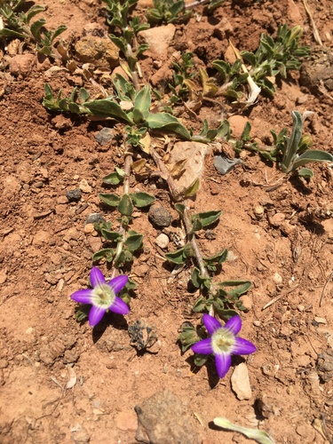 Campanula filicaulis