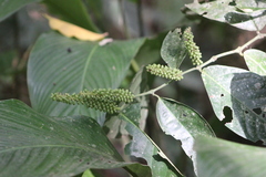 Piper corcovadensis