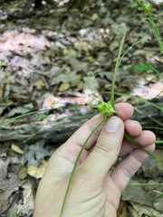 Carex grayi