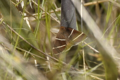 Argyrostrotis quadrifilaris