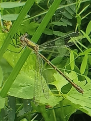 Lestes dryas