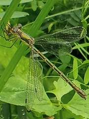 Lestes dryas
