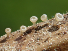 Crocicreas cyathoideum