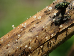 Crocicreas cyathoideum