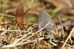 Celastrina idella