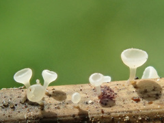 Crocicreas cyathoideum