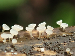 Crocicreas cyathoideum