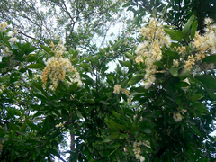 Pithecellobium lanceolatum