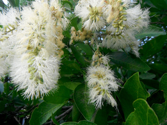 Pithecellobium lanceolatum