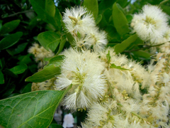 Pithecellobium lanceolatum